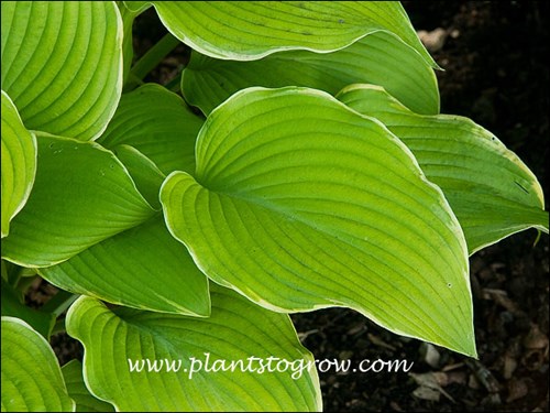 When I took this picture this is the true lime green color of the leaves